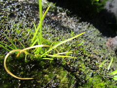Ornithogalum schlechterianum