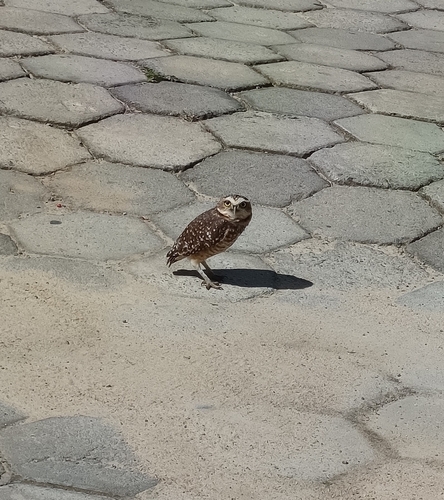 Coruja-Buraqueira observed by italoagustinho