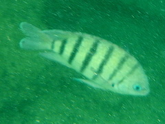 Abudefduf bengalensis