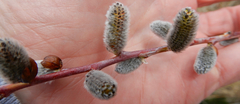 Salix irrorata