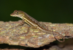 Anolis gingivinus