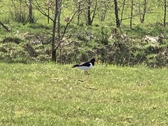 Haematopus ostralegus