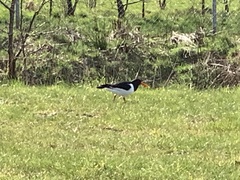 Haematopus ostralegus