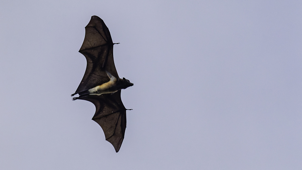 Black-bearded Flying Fox