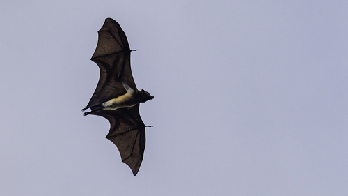 Black-bearded Flying Fox