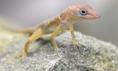 Anolis pogus