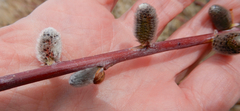 Salix irrorata