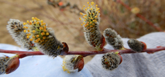 Salix irrorata