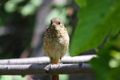 Phoenicurus phoenicurus