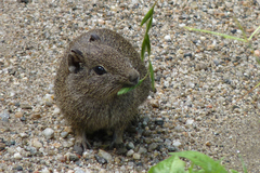 Galea leucoblephara