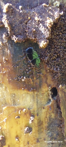 Flat Clown Beetle