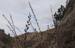 Salix irrorata