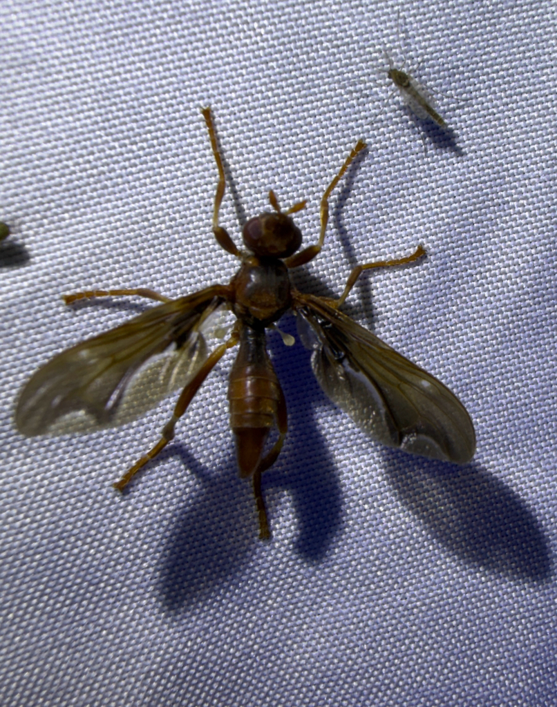Waved Light Fly from S Malcolm X Blvd, Dallas, TX, US on April 16, 2026 ...