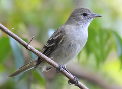 Caribbean Elaenia photo 2