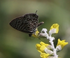 Pearsonia sessilifolia image