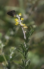 Pearsonia sessilifolia image