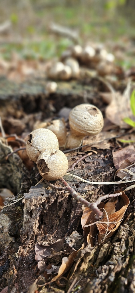 Apioperdon pyriforme · April 2026 · photo: © run4 (iNaturalist, cc-by)