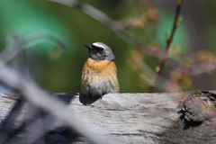 Phoenicurus phoenicurus