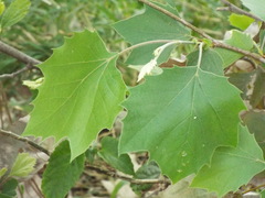 Platanus rzedowskii