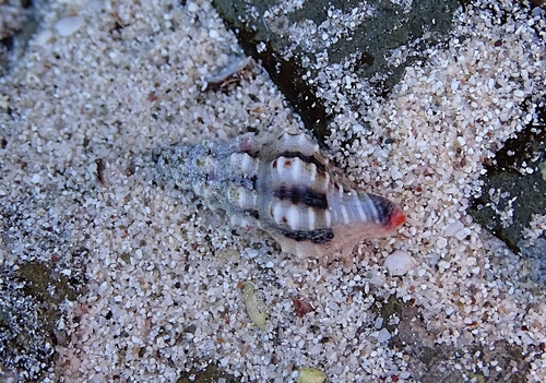 Fusinus cinereus, 2017-02-26