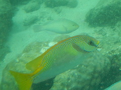 Siganus doliatus