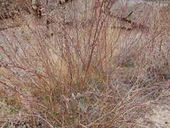 Salix irrorata