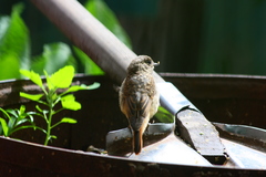 Phoenicurus phoenicurus