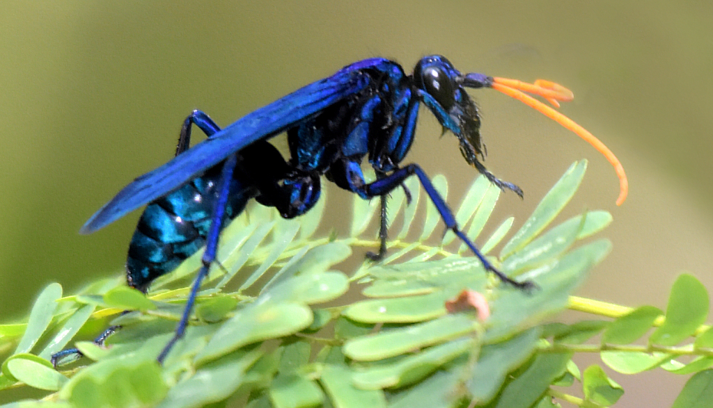 Pepsis ruficornis