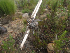 Hetrodes pupus