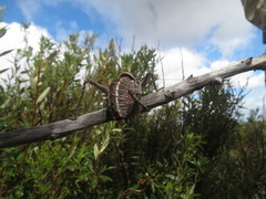 Hetrodes pupus
