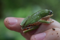 Pithecopus hypochondrialis