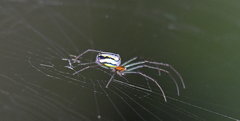 Leucauge regnyi
