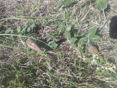 Oxypetalum tomentosum