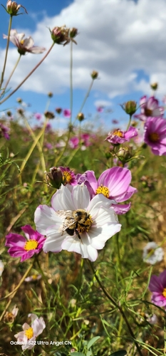 Jet-tailed Bumble Bee