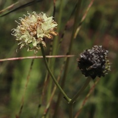 Cephalaria