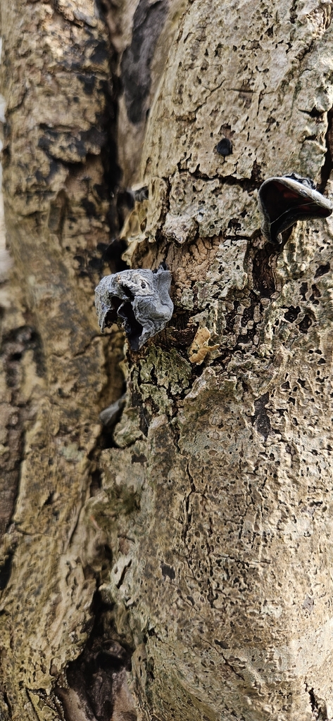 Auricularia auricula-judae · April 2026 · photo: © run4 (iNaturalist, cc-by)