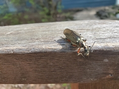 Pomphopoea