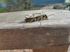 Pomphopoea