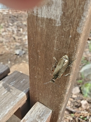 Pomphopoea