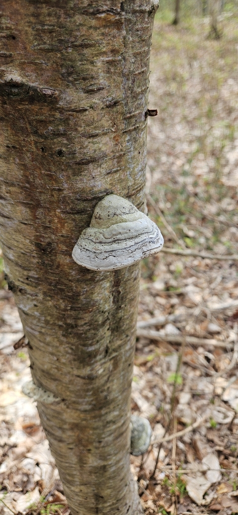 Fomes fomentarius · April 2026 · photo: © run4 (iNaturalist, cc-by)