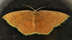 Pseudhyria rubra