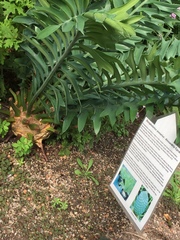 Encephalartos arenarius