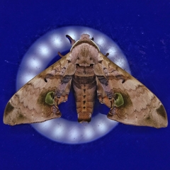 Daphnusa ocellaris