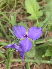 Tradescantia bracteata