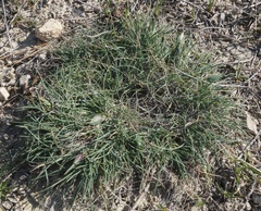 Alopecurus vaginatus