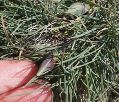 Alopecurus vaginatus