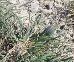 Alopecurus vaginatus