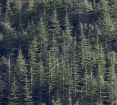 Cedrus brevifolia