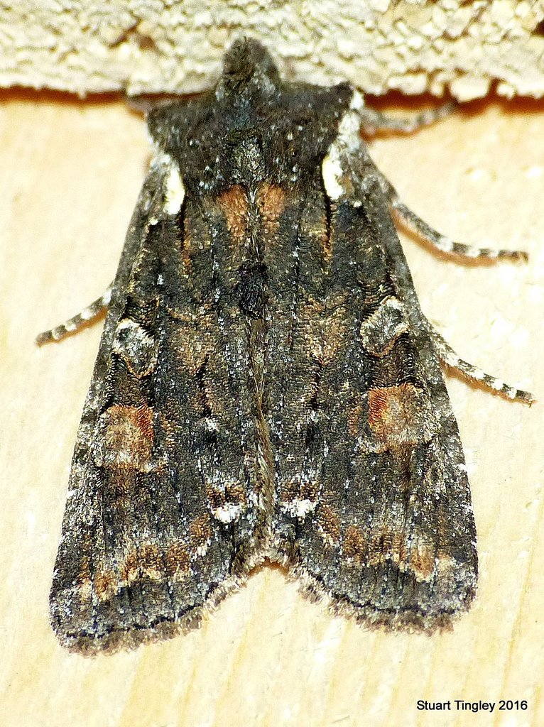 Plush-naped Pinion and Allies