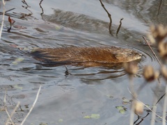Ondatra zibethicus zibethicus